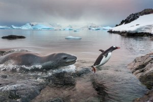 A leopard seal chases a Gentoo penguin out of the freezing waters