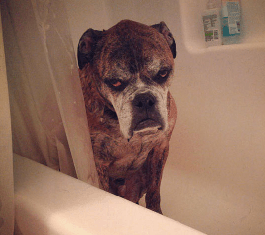 dog-shower-sad-unhappy-fun