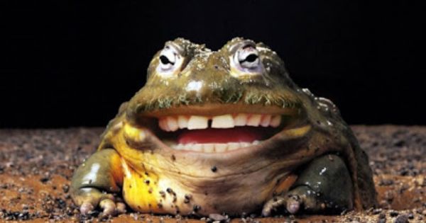 funny-bullfrog